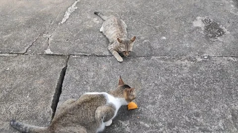 Stray Cats Sharing Fruit on Concrete – Urban Feline Moment Stock Footage 322553847