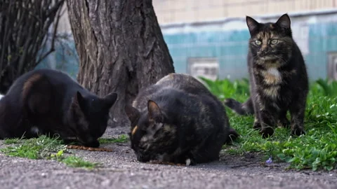 Stray Cats Sharing a Meal Stock Footage 271124474