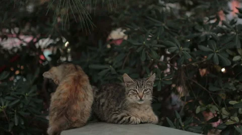 Stray Cats sitting on the wall Stock Footage 64916243