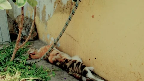 Stray cats taking a nap Stock Footage 110786596