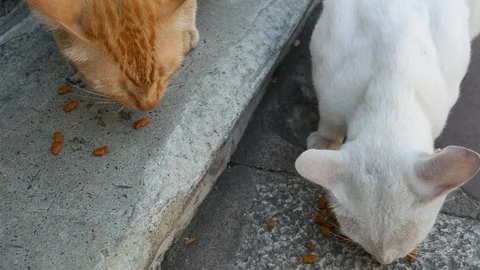 Stray cats in temple Stock Footage 104702015