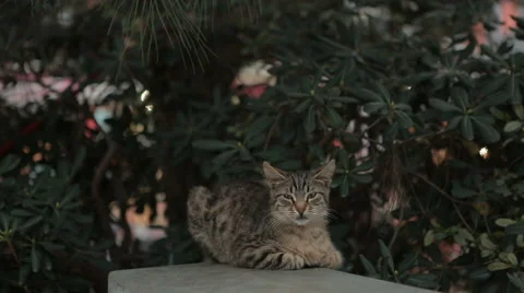 Stray Cats on the wall Stock Footage 64916483