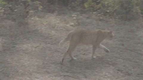 Stray cats in the wild Stock Footage 316575838