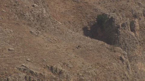 Stray cattle on desert mountainside, bird circling over head Stock Footage 86759705
