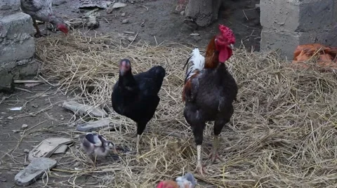 Stray chickens in the garden the straw Stock Footage 47455568