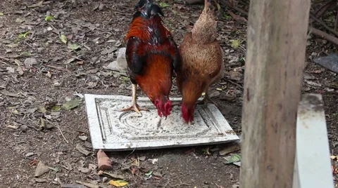 Stray chickens in the garden the straw Stock Footage 47455848