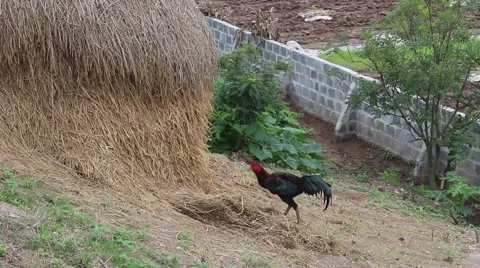 Stray chickens in the garden the straw Stock Footage 47456524