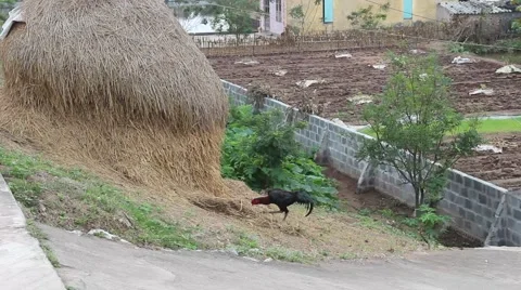 Stray chickens in the garden the straw Stock Footage 47456578