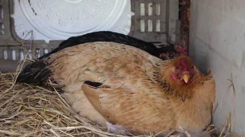 Stray chickens in the garden the straw Stock Footage 47457037