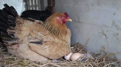 Stray chickens in the garden the straw Stock Footage 47457233