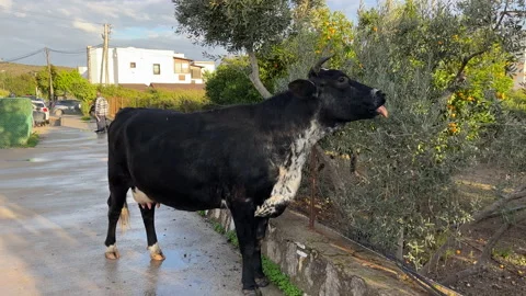 Stray Cow eating An Olive Tree Bodrum Turkey Stock Footage 228852554