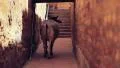 Stray cow roaming through an alley, India HD Footage
