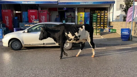 Stray Cow Streets Of Bodrum Turkey Stock Footage 228826345