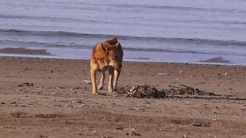 Stray cute dog 스톡 동영상 101732386