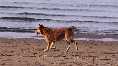 Stray cute dog 스톡 동영상 101821153