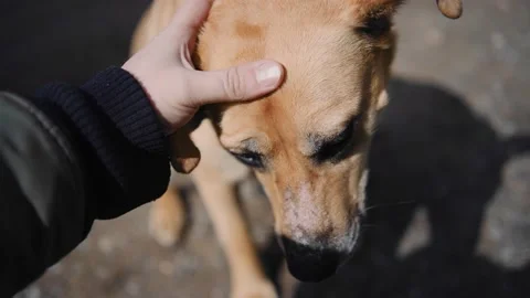 A stray dog approached a guy on the street and he stroked her hand Stock Footage 153228538