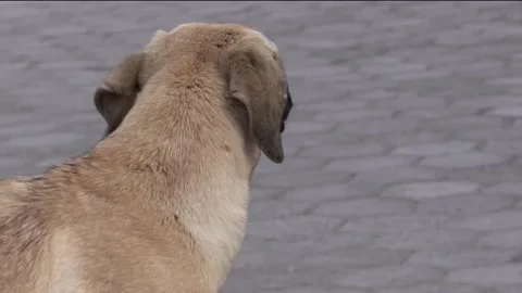 Stray dog barking on the street Stock Footage 137828001