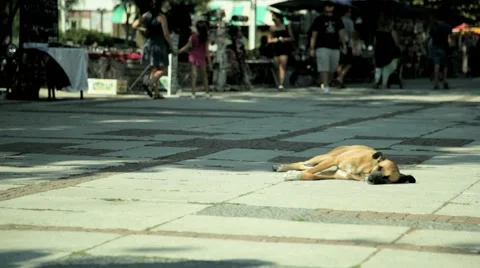 Stray dog basking in the sun on a pedestrian street Stock Footage 68177467