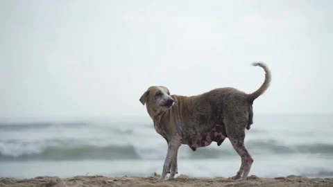 A stray dog by the beach Stock Footage 144961972