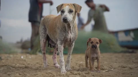 A stray dog by the beach Stock Footage 144962216