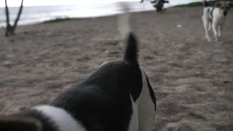 Stray dog at a beach Video stock 146929244