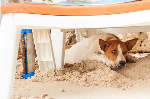 Stray dog on the beach, lying under sun beds in sand, hiding from sun, heat Stock Photos
