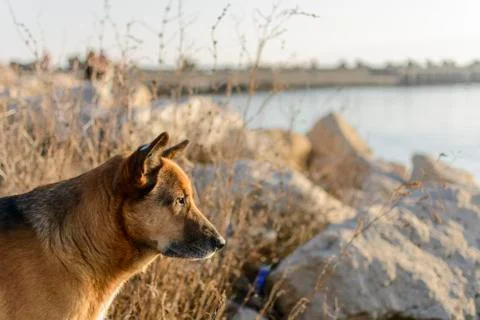 Stray dog on the beach Stock Photos