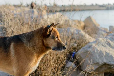 Stray dog on the beach Stock Photos