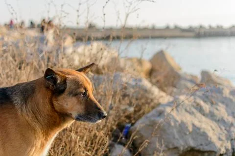 Stray dog on the beach Stock Photos