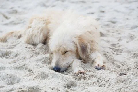 Stray dog on the beach 스톡 사진