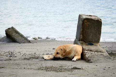 Stray dog on beach Stock Photos
