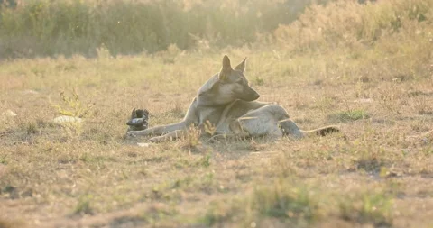 Stray dog bites fleas on its back among its fur, looking distance, wide shot Vídeo Stock 252349486
