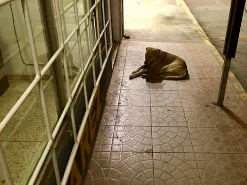 Stray dog blocking the sidewalk Stock Photos