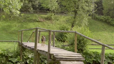 Stray  dog on a bridge Stock Footage 133578877