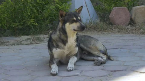 A Stray Dog In Cairo, Egypt Stock Footage 158194598
