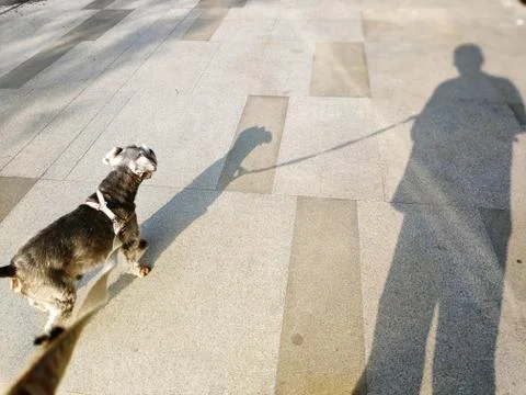 Stray dog casts an interesting shadow on the path after crawling from underne Stock Photos