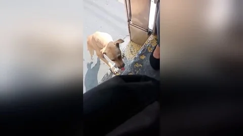 Stray dog chases bus until driver adopts her Video stock 106317992