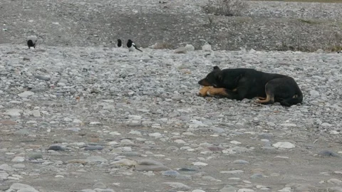 Stray dog chewing a bone on a rocky beach under an overcast sky. Stock Footage 319766006