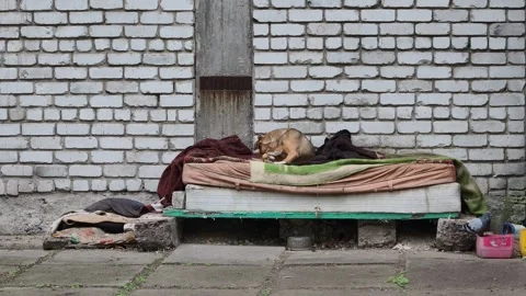 Stray Dog Chewing Old Clothes in Urban Setting Stock Footage 319041056