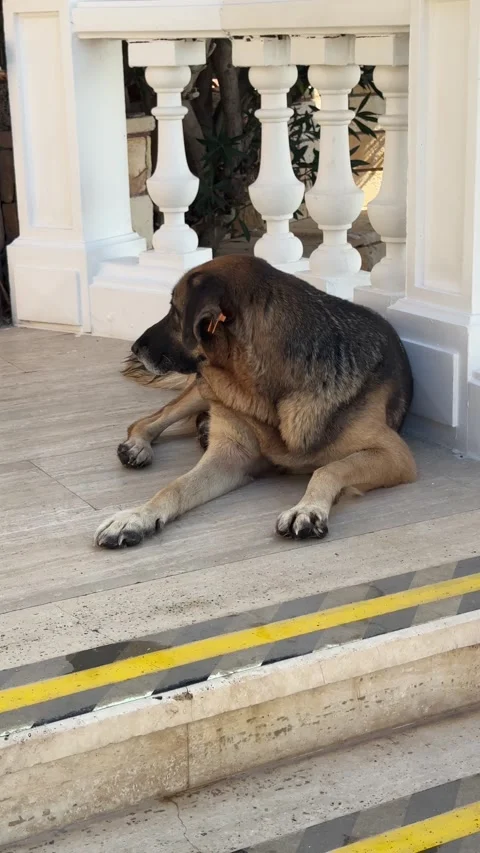A stray dog with a chipped ear basks in the sun on a marble staircase, restin Stock Footage 301848011