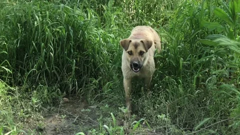 A stray dog comes out Stock Footage 112658890