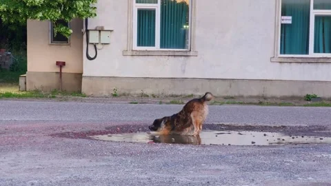 Stray dog cooling off in a muddy puddle and stretching after a summer rain. Stock Footage 337483305