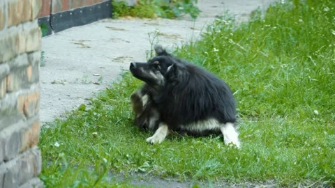 A stray dog cringes all over, fleas bite it. Stock Footage 311353248