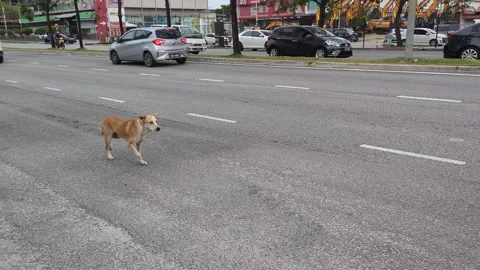 Stray Dog Crossing a Busy Multi-Lane Road in Subang Jaya, Malaysia - March 2026 Stock Footage 330339249