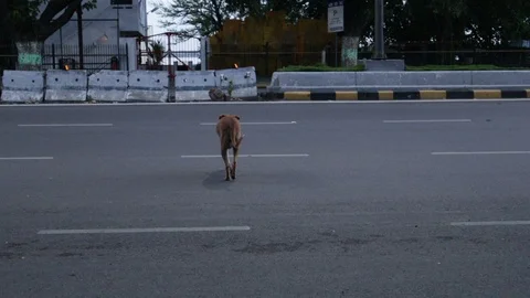 Stray-dog-crossing-empty-street-in-India Stock Footage 102291550