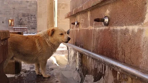 Stray dog drinking from a source of water, Homeless. Ancient water source. Snow Stock Footage 232875878