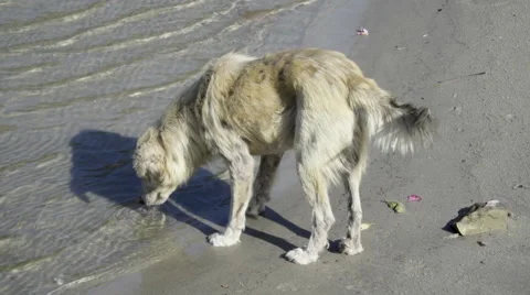 Stray dog drinking water from river Stock Footage 58394039