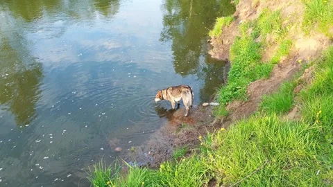 Stray dog drinks water from the Stock Video Pond5