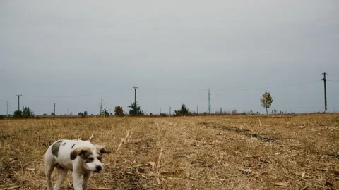 Stray dog on dry field Stock Footage 162622959