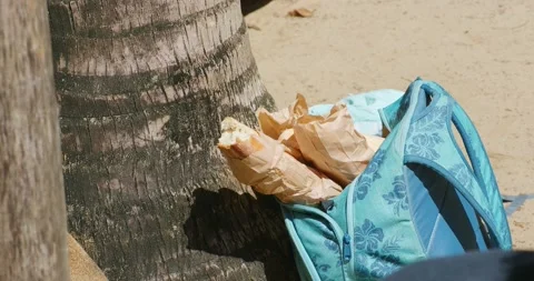 Stray dog eat bread from backpack on the beach. Stock Footage 233653976
